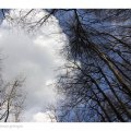 IMG_1499 Wolke von Bäumen getragen
