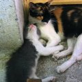 img_1169 Simi